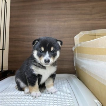 柴犬(豆柴)【兵庫県・女の子・2023年5月27日・黒】の写真「小豆サイズのお母さんから産まれた可愛い女の子♪」