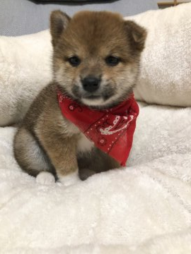 柴犬(豆柴)【兵庫県・女の子・2019年11月15日・赤】の写真「極小　白足袋ちゃんの女の子」