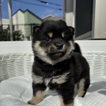 柴犬(豆柴)【兵庫県・女の子・2023年12月23日・黒】の写真「とっても可愛い女の子♪」