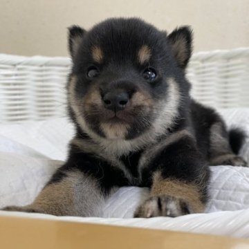 柴犬(豆柴)【兵庫県・男の子・2023年5月10日・黒】の写真「とっても可愛い男の子♪」