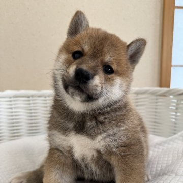 柴犬(豆柴)【兵庫県・男の子・2024年8月29日・赤】の写真「とっても可愛い男の子♪♪」