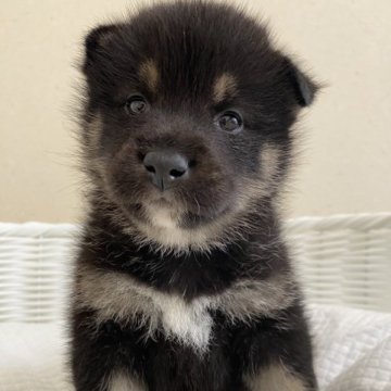 柴犬(豆柴)【兵庫県・女の子・2023年3月10日・黒】の写真「とっても可愛い女の子♪」