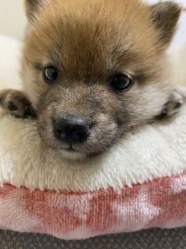 柴犬(豆柴)【兵庫県・女の子・2020年3月24日・赤】の写真「キュートで可愛いタヌキちゃん♪」