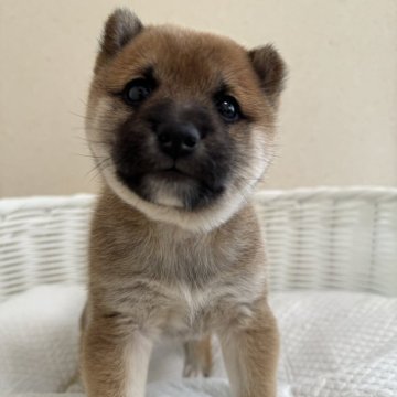 柴犬(豆柴)【兵庫県・男の子・2024年1月20日・赤】の写真「とっても可愛い男の子♪」