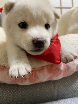 柴犬(豆柴)【兵庫県・女の子・2020年6月13日・白】の写真「とっても真っ白で小さな白熊ちゃん♪」