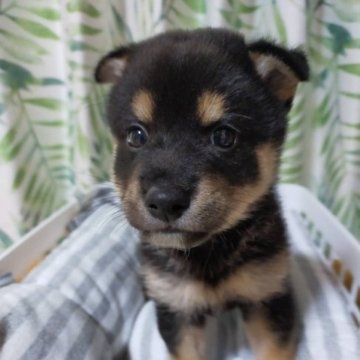 柴犬(豆柴)【兵庫県・男の子・2023年7月15日・黒】の写真「とっても可愛い男の子♪」