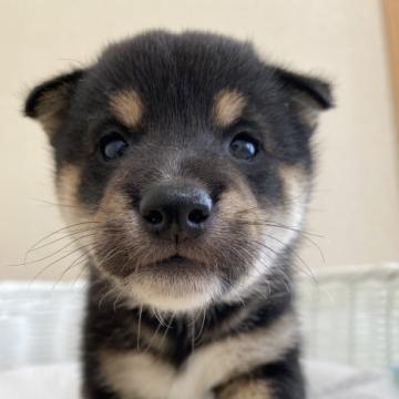 柴犬(豆柴)【兵庫県・男の子・2022年9月26日・黒】の写真「前足靴下履いた可愛い男の子♪」