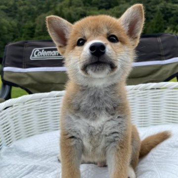 柴犬(豆柴)【兵庫県・男の子・2023年7月1日・赤】の写真「父犬豆柴認定犬、可愛い男の子♪」