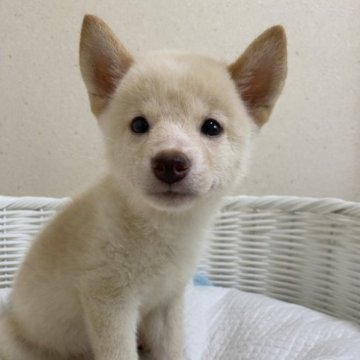 柴犬(豆柴)【兵庫県・男の子・2023年7月10日・白】の写真「とっても可愛い男の子♪」