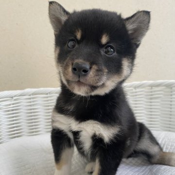 柴犬(豆柴)【兵庫県・女の子・2023年12月2日・黒】の写真「前足に白い靴下を履いた可愛い女の子♪♪」