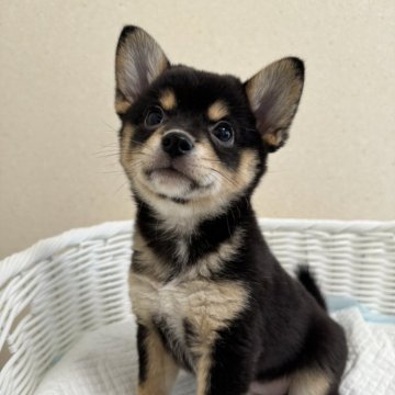 柴犬(豆柴)【兵庫県・女の子・2024年4月3日・黒】の写真「とっても可愛い女の子♪♪」