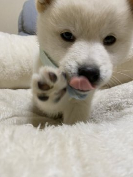 柴犬(豆柴)【兵庫県・女の子・2020年10月9日・白】の写真「父犬豆柴認定犬、可愛い女の子♪」