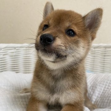 柴犬(豆柴)【兵庫県・女の子・2023年5月10日・赤】の写真「とっても可愛い女の子♪」