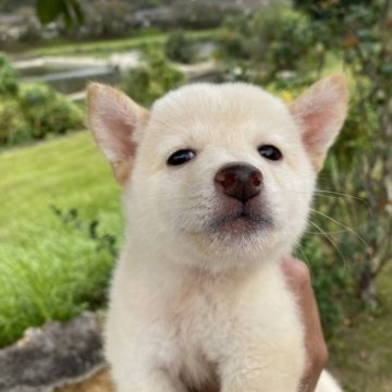 柴犬(豆柴)【兵庫県・女の子・2023年7月29日・白】の写真「とっても可愛い女の子♪」