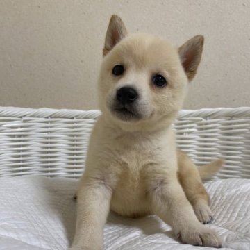 柴犬(豆柴)【兵庫県・女の子・2023年7月22日・白】の写真「とっても可愛い女の子♪」