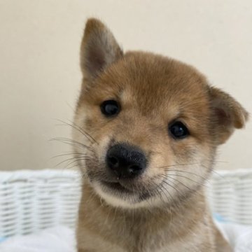 柴犬(豆柴)【兵庫県・女の子・2023年5月10日・赤】の写真「とっても可愛い女の子♪」