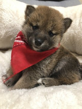 柴犬(豆柴)【兵庫県・女の子・2019年11月25日・赤】の写真「とにかく可愛い❤️極小豆柴ゴマちゃん」