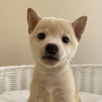 柴犬(豆柴)【兵庫県・女の子・2023年7月29日・白】の写真「とっても可愛い女の子♪」