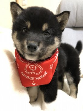 柴犬(豆柴)【兵庫県・女の子・2019年12月15日・黒】の写真「とにかく可愛い♡前足真っ白、白足袋ちゃん♪」