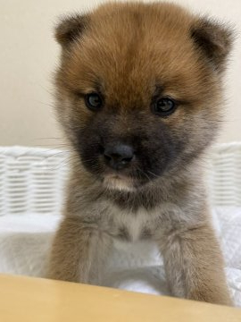 柴犬(豆柴)【兵庫県・男の子・2021年11月30日・赤】の写真「可愛い男の子♪」