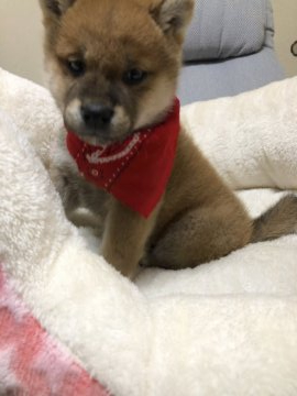 柴犬(豆柴)【兵庫県・男の子・2019年11月5日・赤】の写真「父犬豆柴」