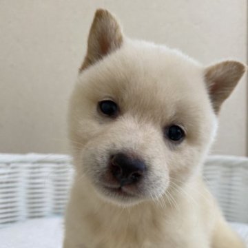 柴犬(豆柴)【兵庫県・女の子・2023年9月16日・白】の写真「とっても可愛い女の子♪♪」