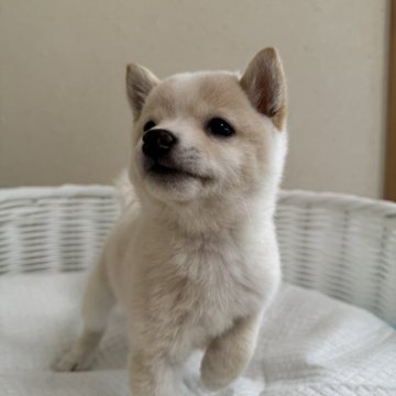 柴犬(豆柴)【兵庫県・女の子・2024年7月22日・白】の写真「とっても可愛い女の子♪」