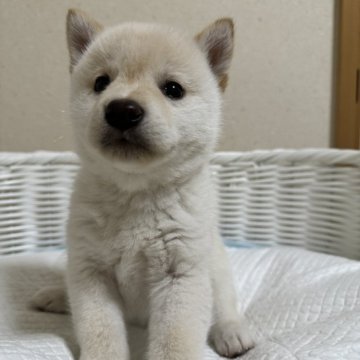 柴犬(豆柴)【兵庫県・女の子・2024年1月27日・白】の写真「とっても可愛い女の子♪」