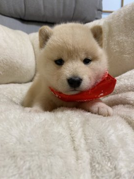 柴犬(豆柴)【兵庫県・女の子・2020年2月7日・白】の写真「とにかく可愛い♪　チビ白ちゃん♪」