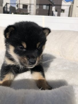 柴犬(豆柴)【兵庫県・女の子・2019年12月15日・黒】の写真「とにかく小さくて可愛い♡極小豆柴ちゃん♪」