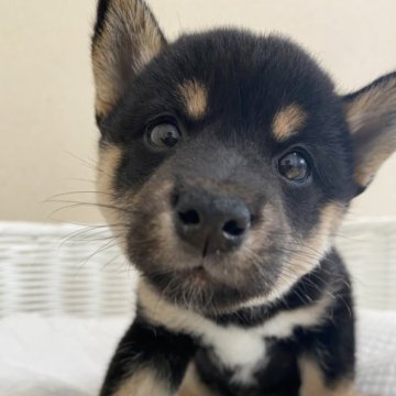 柴犬(豆柴)【兵庫県・女の子・2023年4月22日・黒】の写真「とっても可愛い女の子♪」