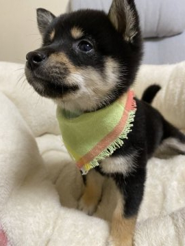 柴犬(標準サイズ)【兵庫県・女の子・2020年8月15日・黒】の写真「父犬豆柴認定犬、母犬柴犬から産まれた可愛い女の子♪」