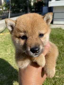 柴犬(豆柴)【兵庫県・女の子・2020年9月11日・赤】の写真「父犬豆柴認定犬、可愛い女の子♪」