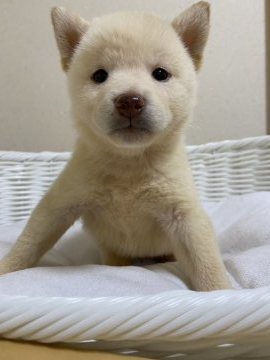 柴犬(豆柴)【兵庫県・女の子・2021年7月25日・白】の写真「可愛い女の子♪」