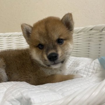 柴犬(豆柴)【兵庫県・女の子・2023年5月26日・赤】の写真「とっても可愛い女の子♪」