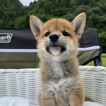 柴犬(豆柴)【兵庫県・女の子・2023年7月1日・赤】の写真「父犬豆柴認定犬、可愛い女の子♪」