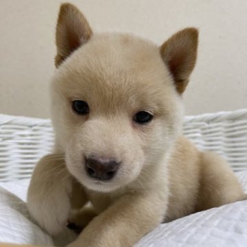 柴犬(豆柴)【兵庫県・女の子・2023年1月21日・白】の写真「とっても珍しいクリーム色の女の子♪」