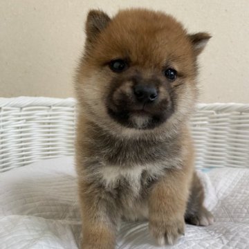 柴犬(豆柴)【兵庫県・男の子・2023年11月9日・赤】の写真「とっても可愛い男の子♪♪」