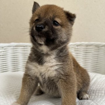 柴犬(豆柴)【兵庫県・女の子・2024年4月21日・赤】の写真「とっても可愛い女の子♪」