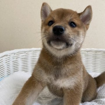 柴犬(豆柴)【兵庫県・男の子・2023年5月10日・赤】の写真「とっても可愛い男の子♪」