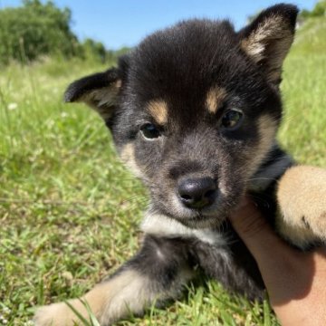 柴犬(豆柴)【兵庫県・女の子・2023年3月10日・黒】の写真「とっても綺麗なカラーの可愛い女の子♪」