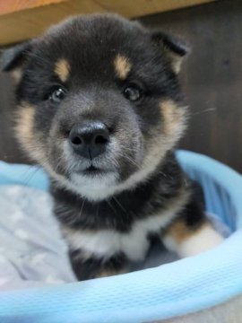 柴犬(豆柴)【兵庫県・女の子・2021年4月22日・黒】の写真「可愛い女の子♪」