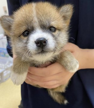 柴犬(豆柴)【兵庫県・女の子・2020年3月10日・赤】の写真「足先、尻尾の先が白い可愛い女の子♪」