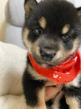 柴犬(豆柴)【兵庫県・女の子・2020年3月17日・黒】の写真「とっても可愛い♪チビ黒ちゃん♪」