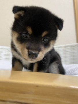 柴犬(豆柴)【兵庫県・女の子・2022年2月5日・黒】の写真「可愛い女の子♪」