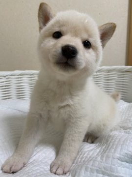 柴犬(豆柴)【兵庫県・女の子・2022年2月15日・白】の写真「可愛い女の子♪」