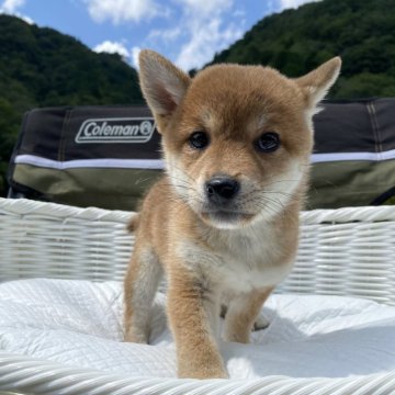 柴犬(豆柴)【兵庫県・男の子・2024年3月9日・赤】の写真「とっても可愛い男の子♪♪」