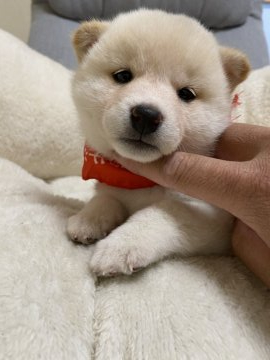 柴犬(豆柴)【兵庫県・女の子・2020年2月18日・白】の写真「モフモフ可愛い女の子♪」