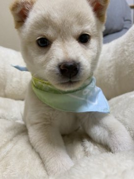 柴犬(豆柴)【兵庫県・女の子・2020年9月27日・白】の写真「父犬豆柴認定犬、可愛い女の子♪」