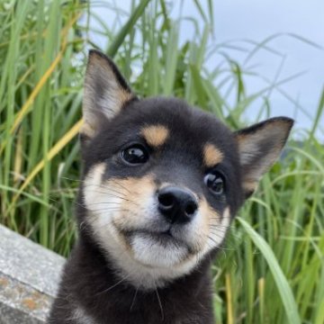 柴犬(豆柴)【兵庫県・女の子・2023年7月23日・黒】の写真「とっても可愛い女の子♪」